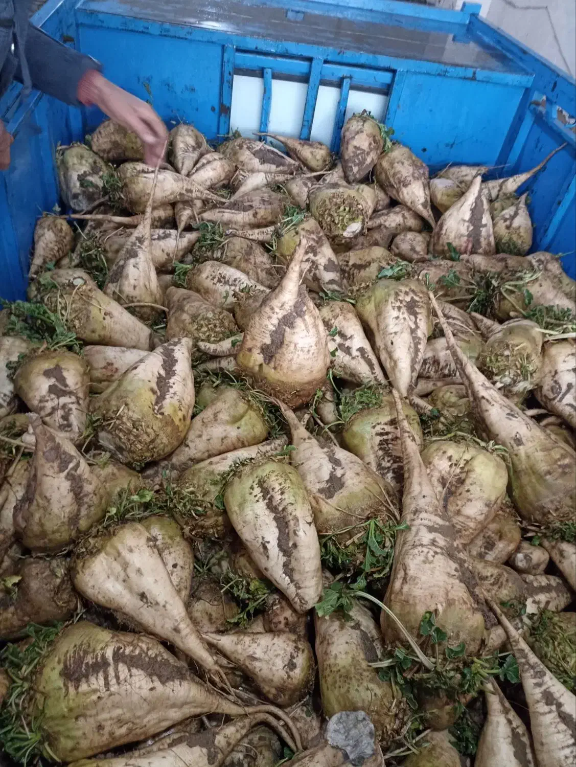 چغندر باکیفیت|خوردنی و آشامیدنی|هشترود, |دیوار