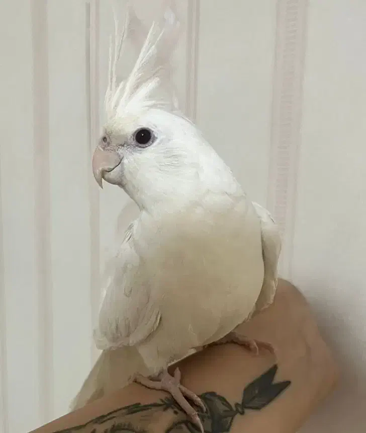 فروش ۲جوجه عروس هلندی نازوبازیگوش|پرنده|کرج, حصارک بالا|دیوار