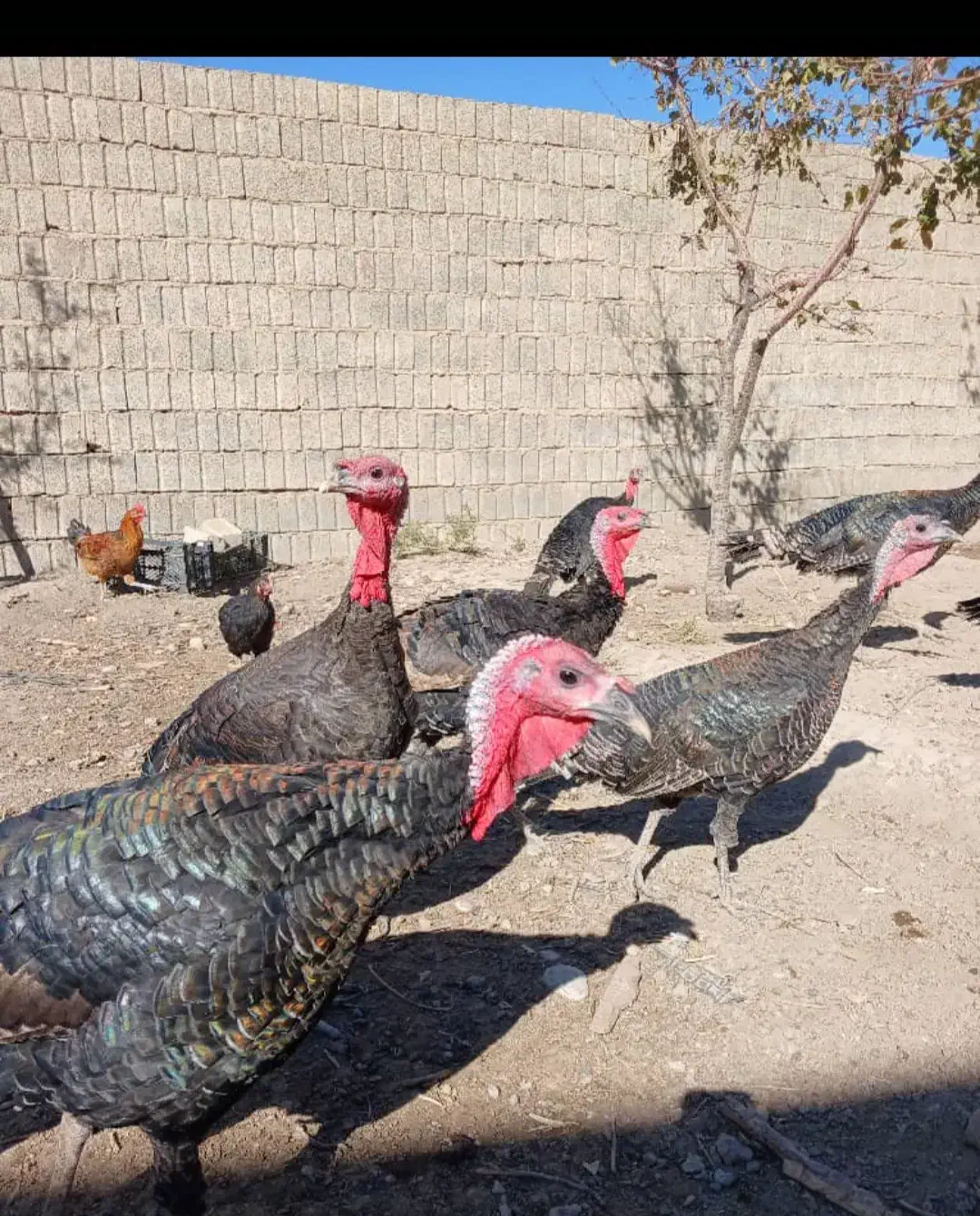 بوقلمون  فروشی|حیوانات مزرعه|فیروزآباد (فارس), |دیوار