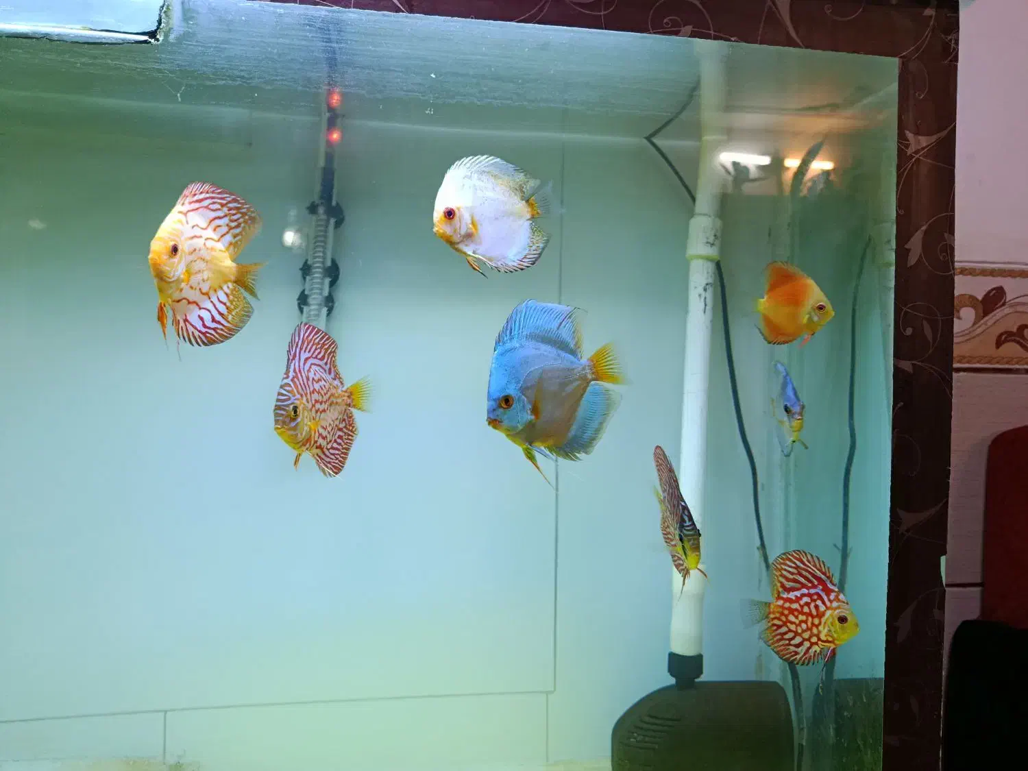 ماهی دیسکس با اکواریوم بزرگ همراه وسایل|ماهی|کرمان, |دیوار
