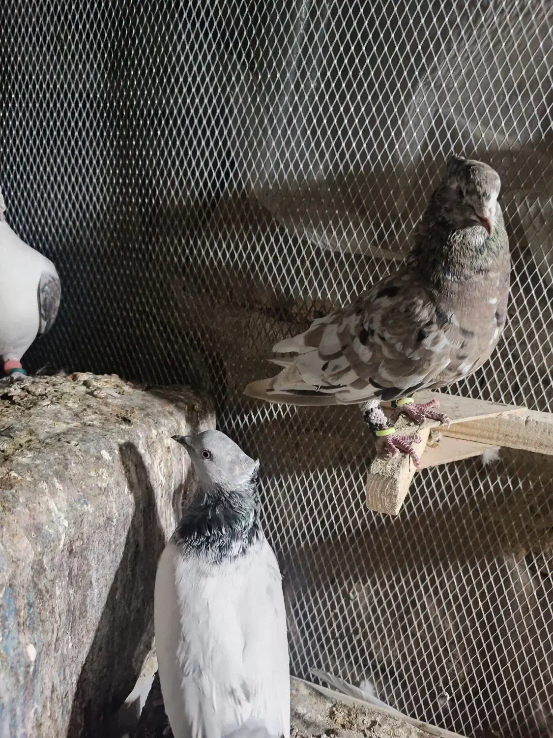 کفتر 6تمن|پرنده|داراب, |دیوار