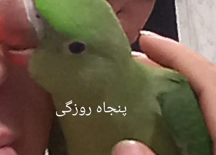 شاه طوطیم فرار کرده|حیوانات|قدس, شهرقدس|دیوار