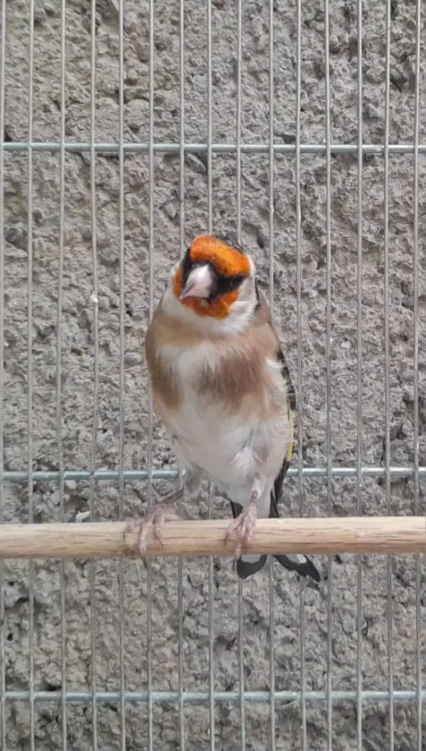 سهره چهارگل.کرمونی.گلبسر|پرنده|تربت جام, میان جام|دیوار