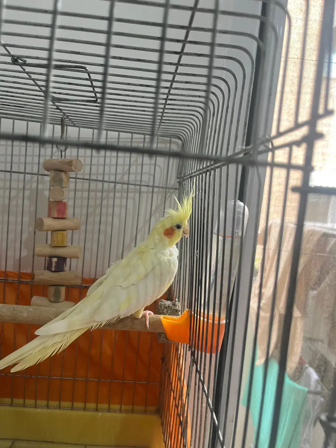 عروس هلندی ماده|پرنده|رشت, منظریه|دیوار