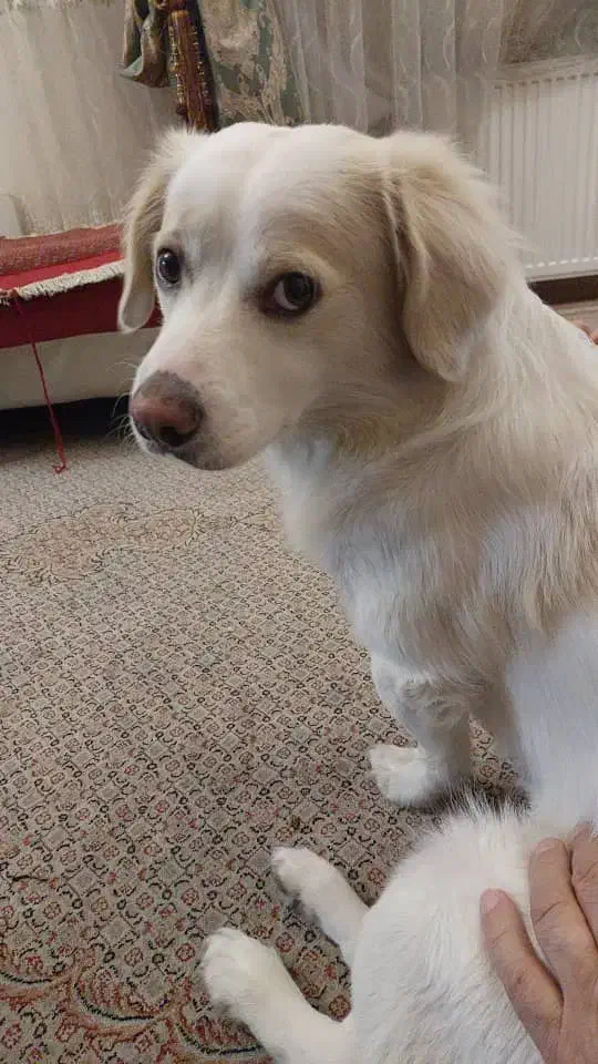 سگ گمشده|حیوانات|ملارد, |دیوار