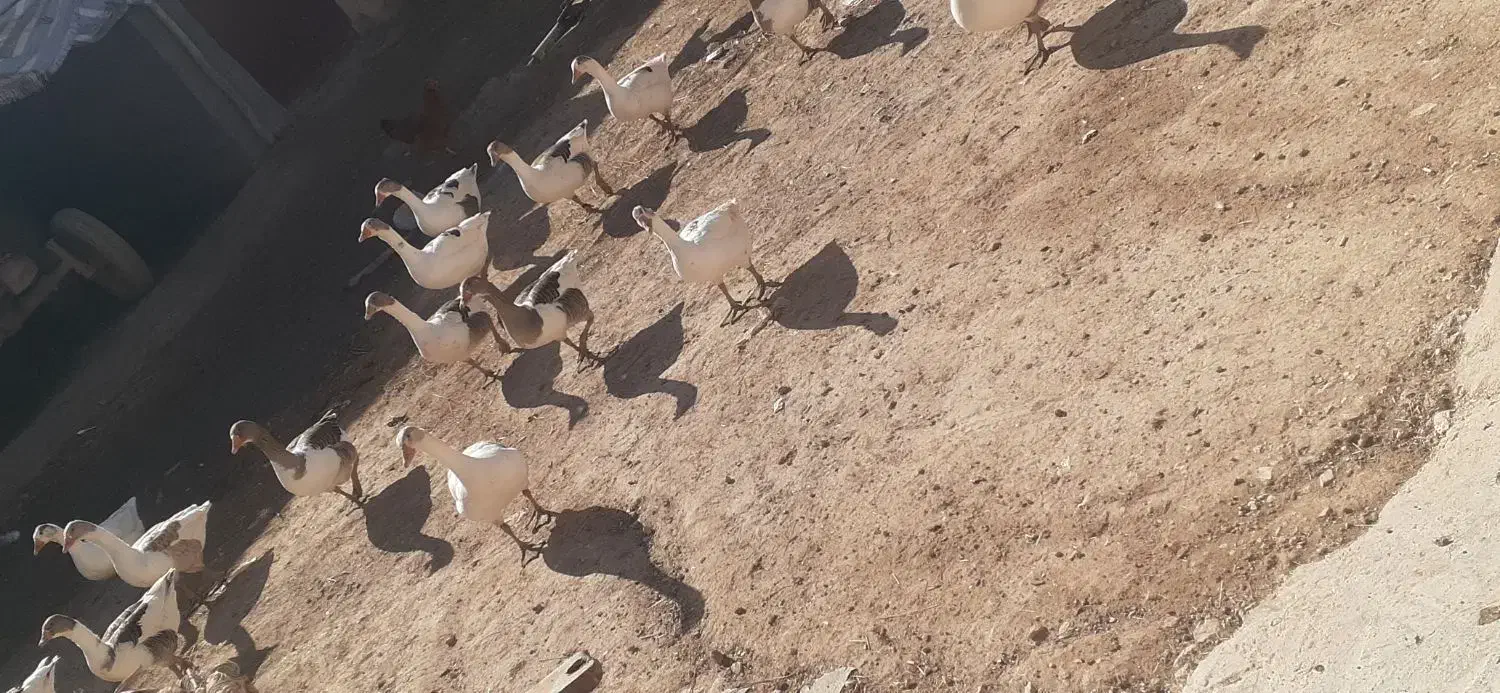 غاز|حیوانات مزرعه|میانه, |دیوار