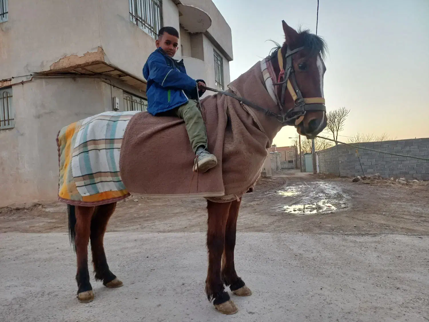 اسب مادیان|اسب و تجهیزات اسب‌سواری|قوچان, |دیوار