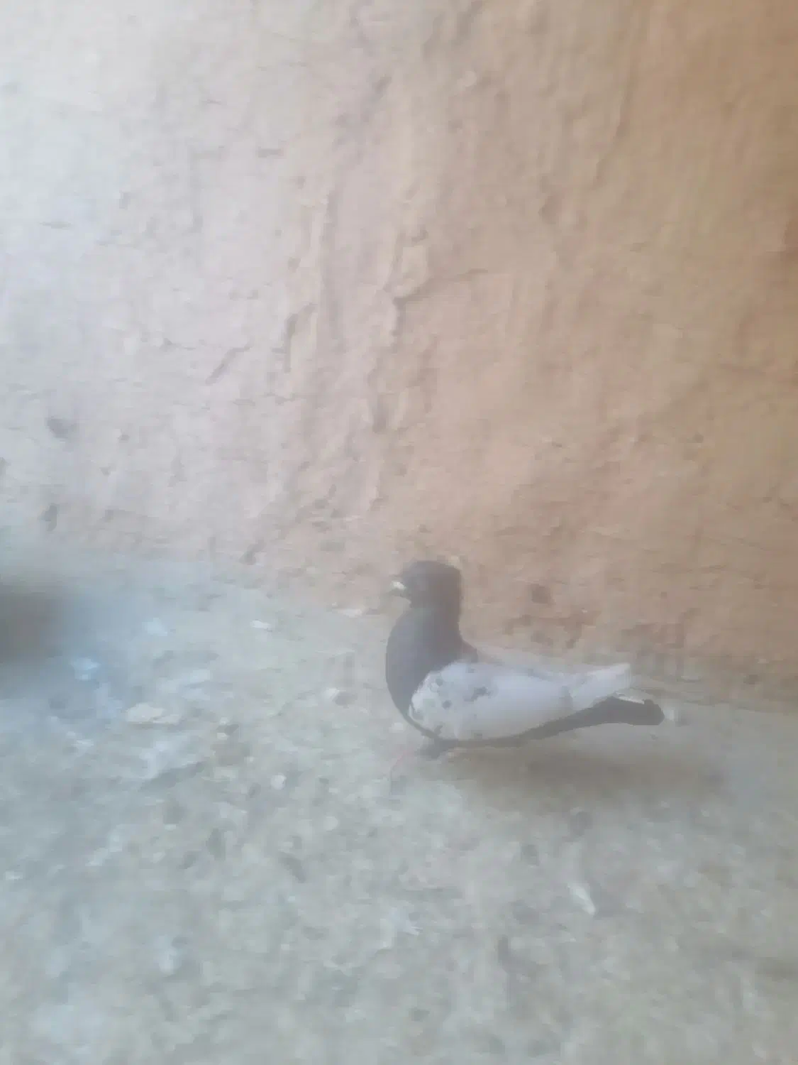 سینه سیاه نر|پرنده|شیراز, وزیرآباد|دیوار