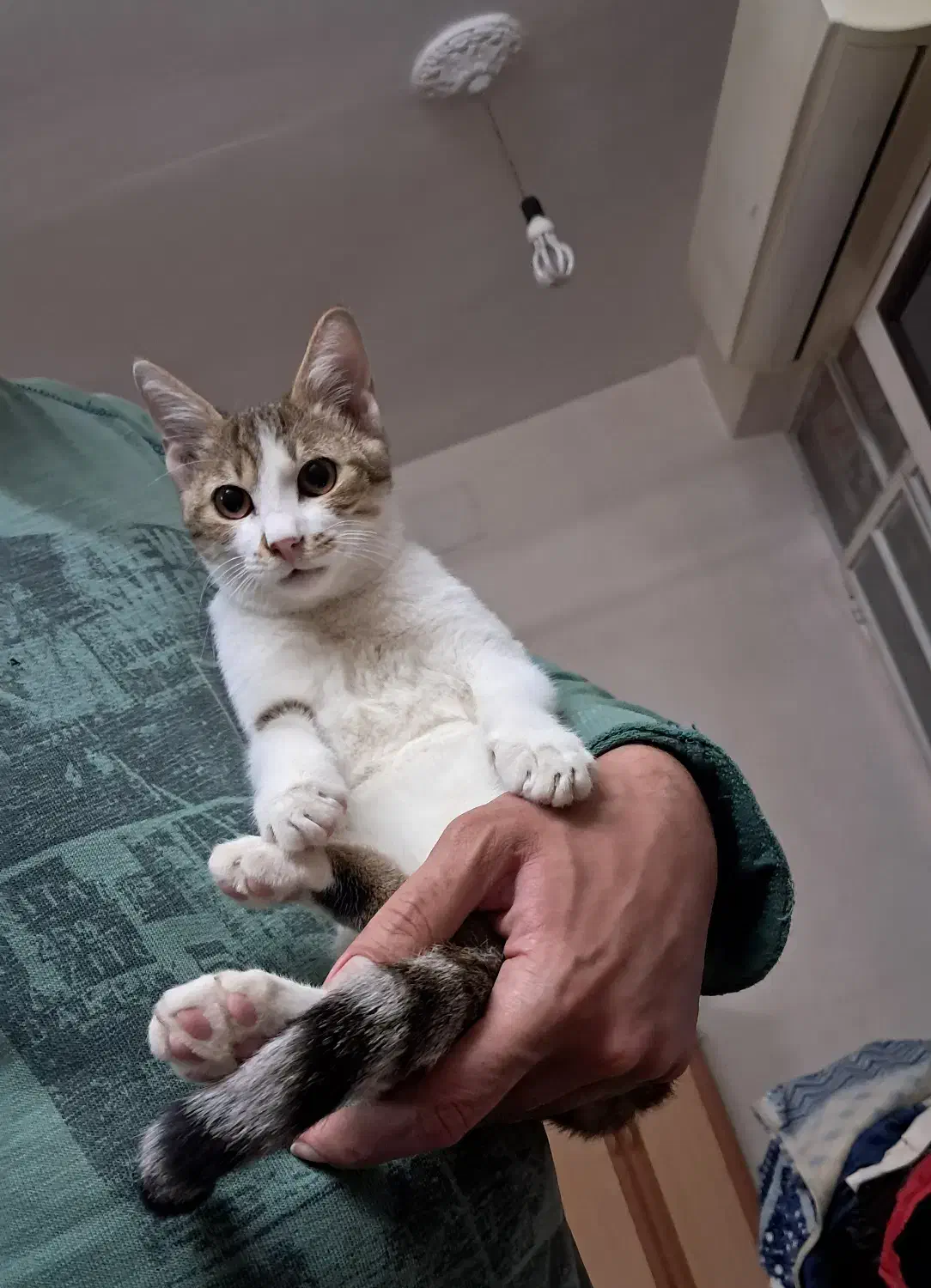 واگذاری|گربه|آبادان, |دیوار