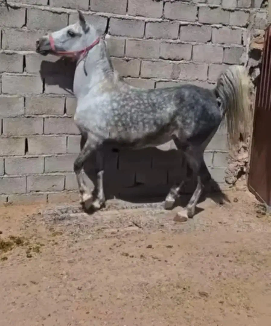 مادیان کرد|اسب و تجهیزات اسب‌سواری|چترود, |دیوار