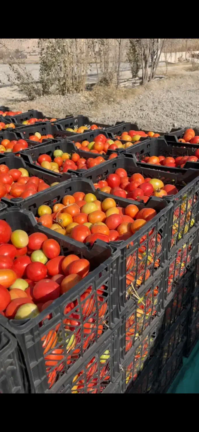 فروش گوجه|عمده‌فروشی|درودزن, |دیوار