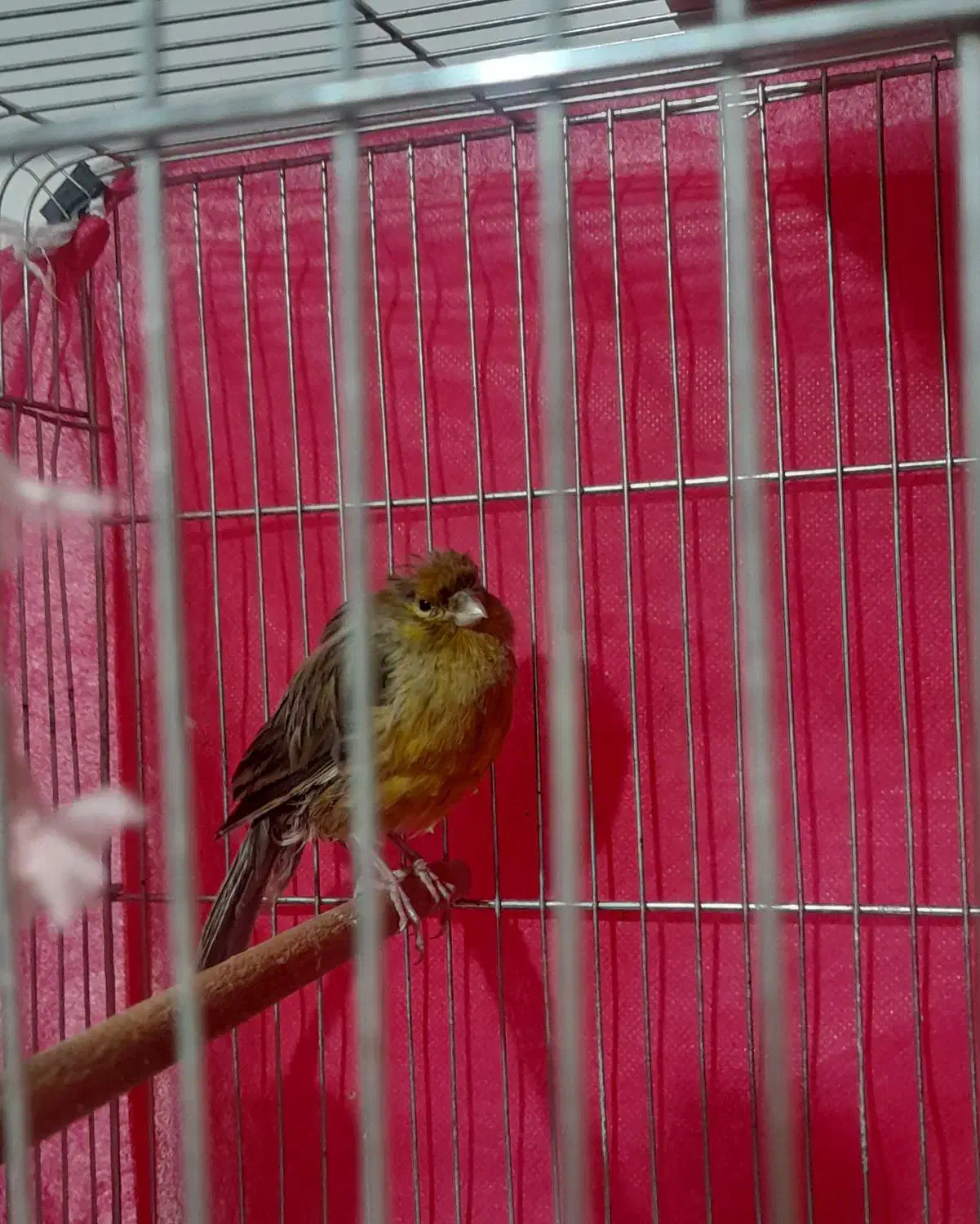 قناری ماده|پرنده|شاهین‌شهر, امیرکبیر|دیوار