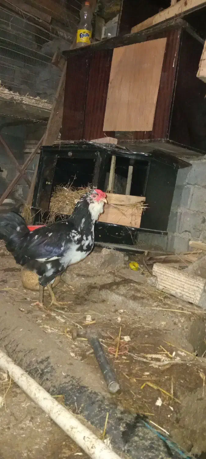 خروس گلین|حیوانات مزرعه|کجور, |دیوار