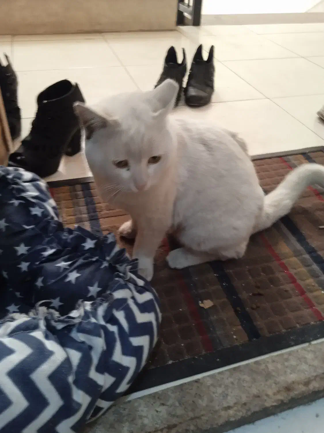 گربه سفید چشم زردم گم شده|گربه|شیراز, درکی|دیوار