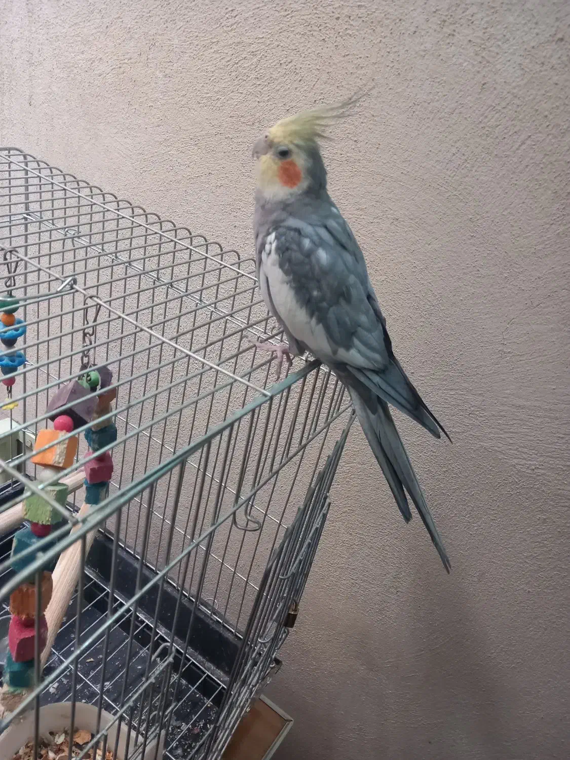 عروس هلندی نر همراه قفس|پرنده|ری, شهرک نظامی|دیوار