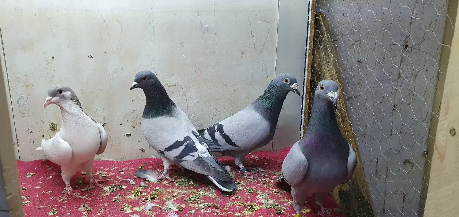 کفتر پلاکی و چادری اصل|پرنده|تهران, یاخجی آباد|دیوار