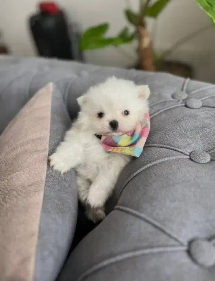 واگذاری تعدادی سگ فنجانی|سگ|کلاردشت, |دیوار