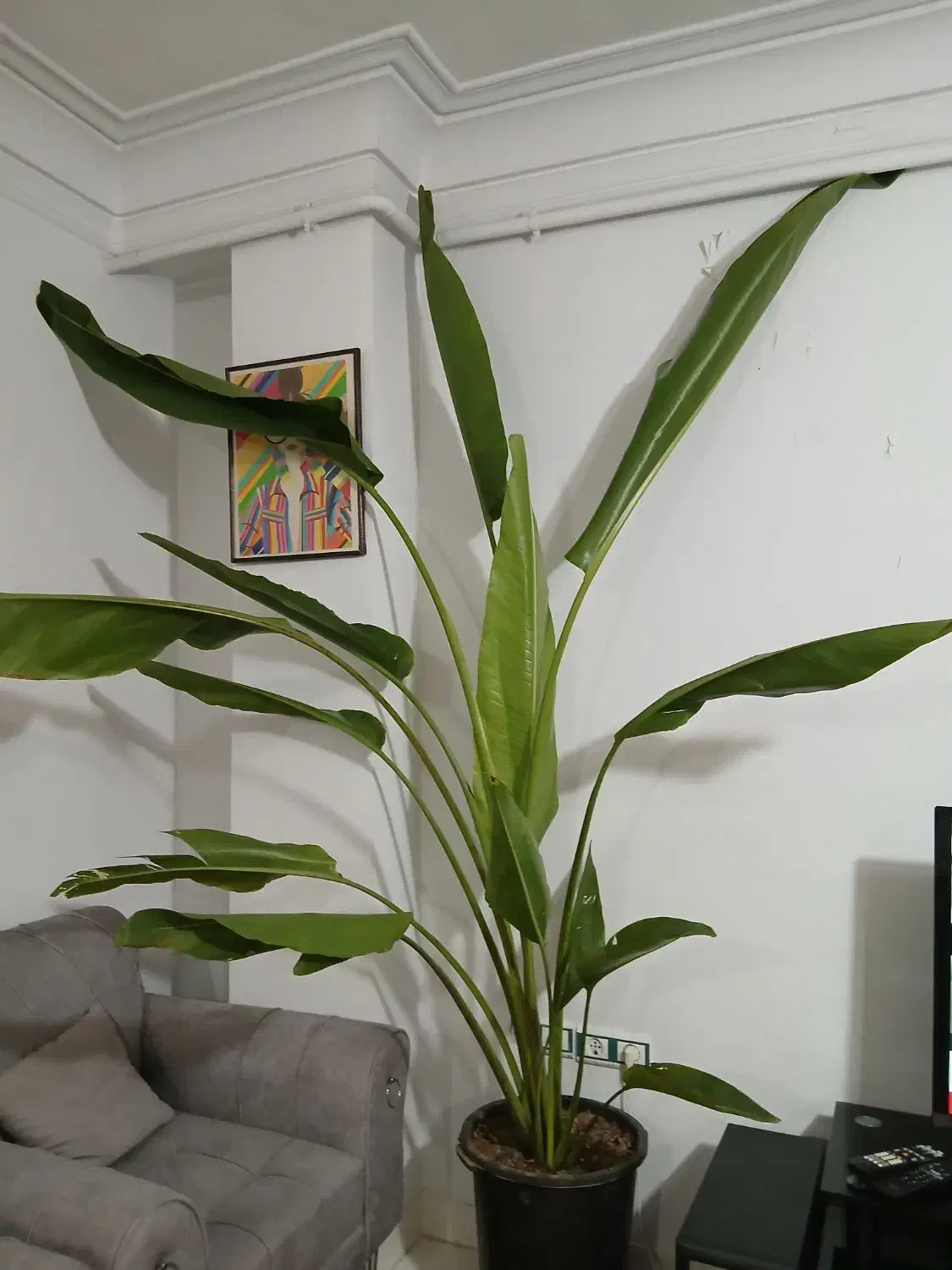 گل و گیاه، زیبا|گل و گیاه طبیعی|رشت, جهاد|دیوار