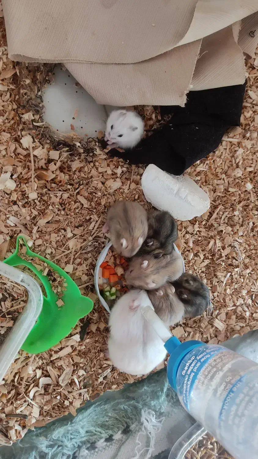 بچه همستر و همستر|موش و خرگوش|تهران, زهتابی|دیوار