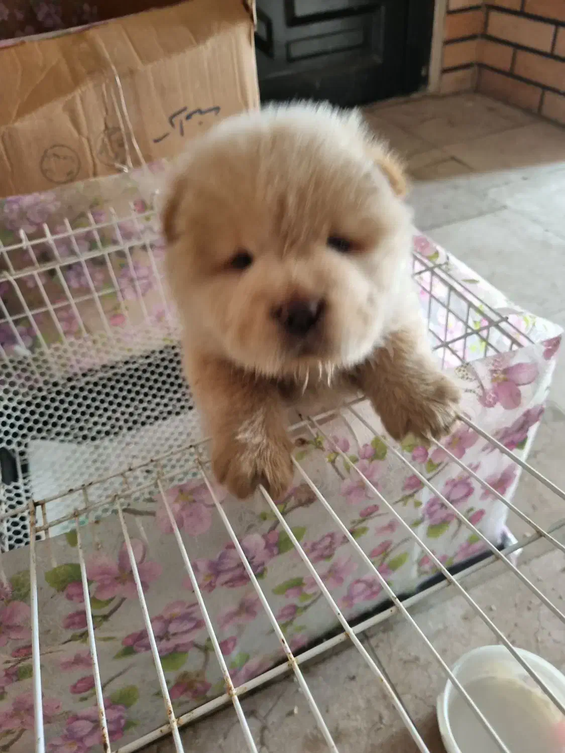 واگذاری توله چاوچاو پوزه فلت دو ماهه|سگ|بابل, |دیوار