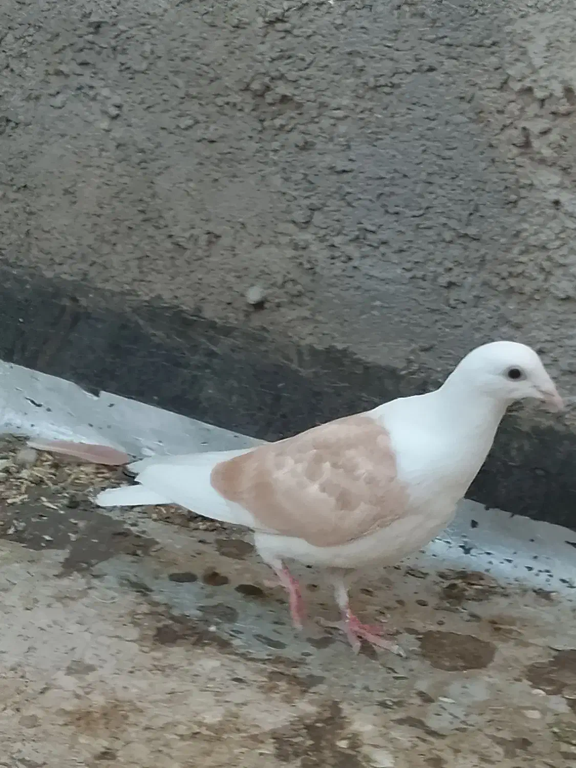 سبز چاپی و پشتی کویتی زرد|پرنده|بوژگان, |دیوار