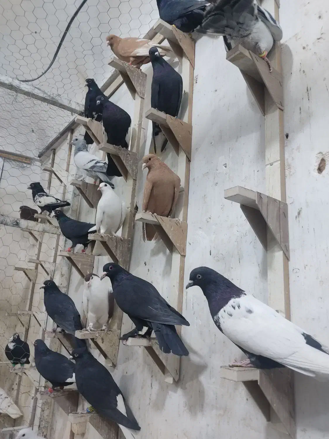 کبوتر|پرنده|زرند, |دیوار