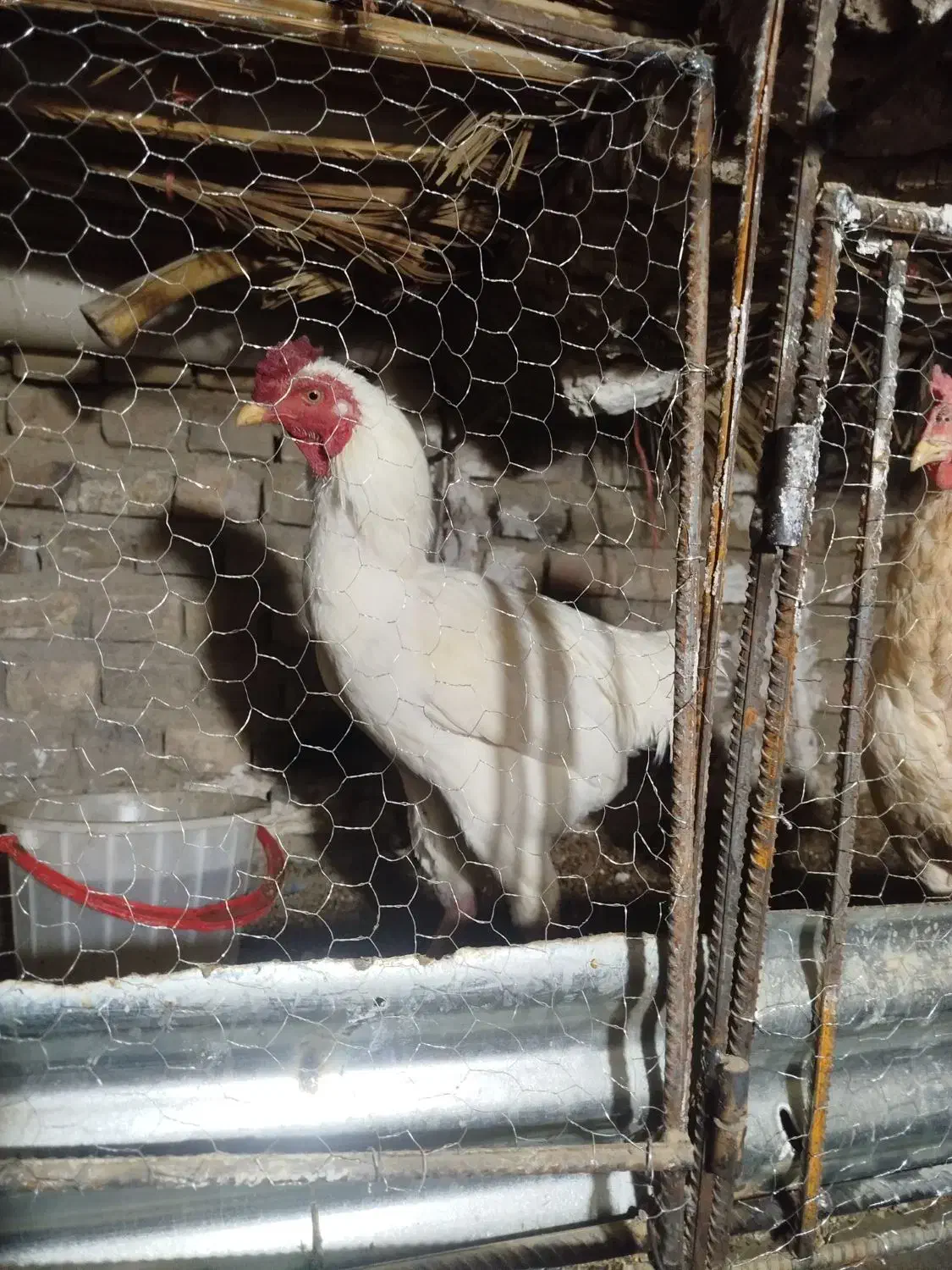 توافقی|حیوانات مزرعه|سراوان, |دیوار