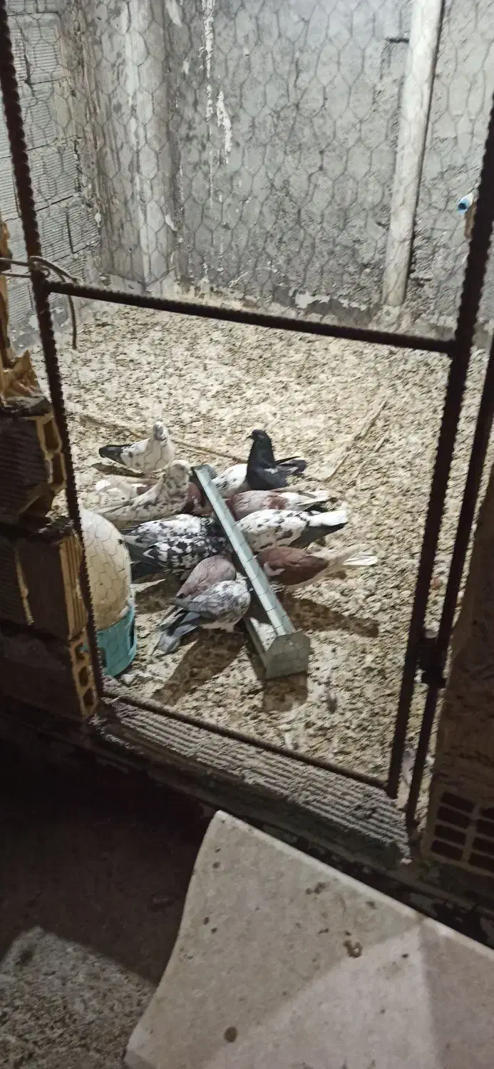 کبوتر تهرانی|پرنده|مبارکه, |دیوار