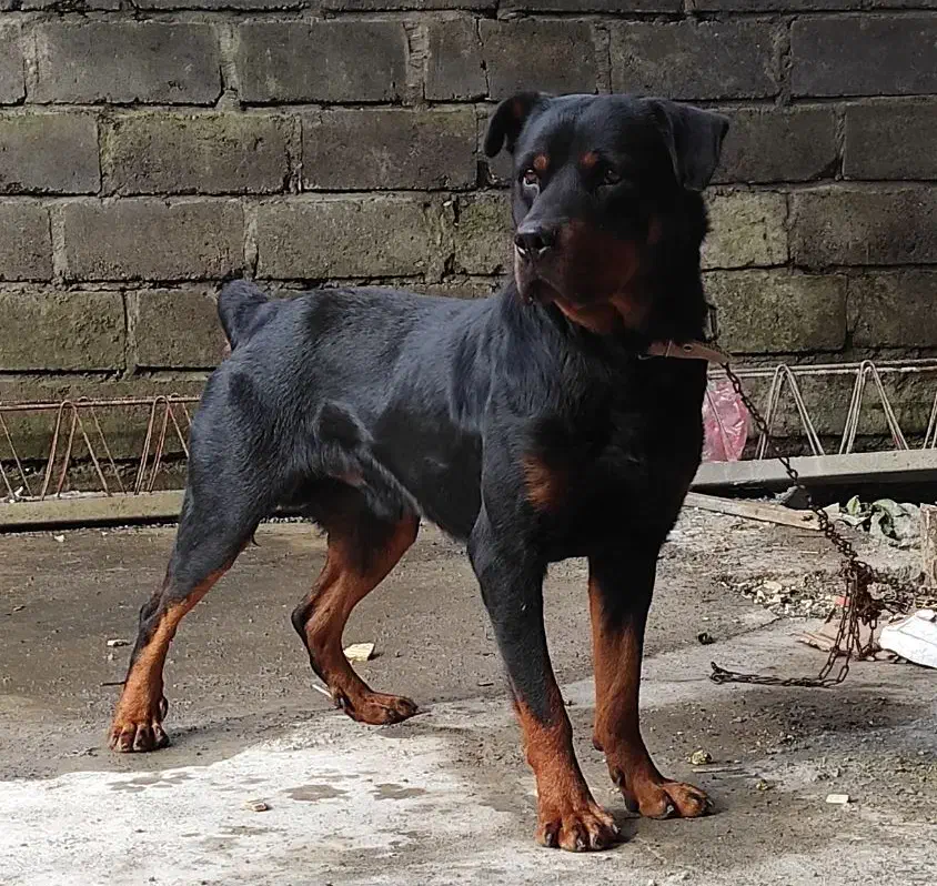 توله روتوایلر|سگ|بندر انزلی, پاسداران|دیوار