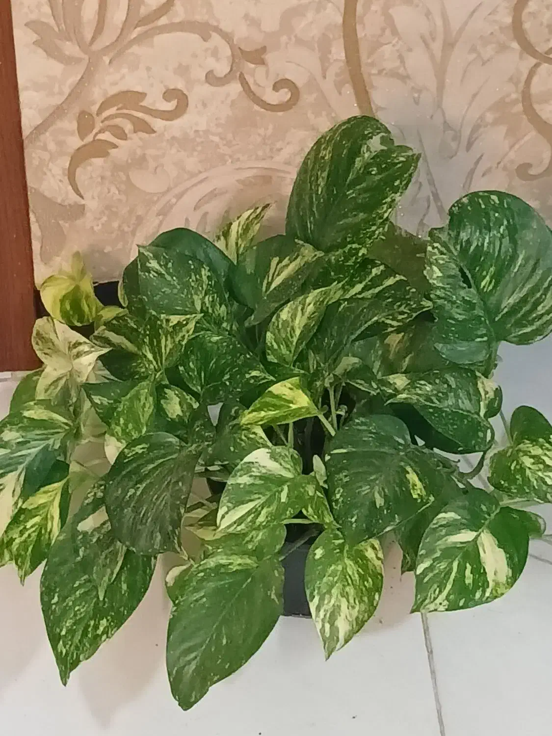 گل وگیاه آپارتمانی  فروشی|گل و گیاه طبیعی|شاهین‌شهر, مخابرات (شهید بهشتی)|دیوار