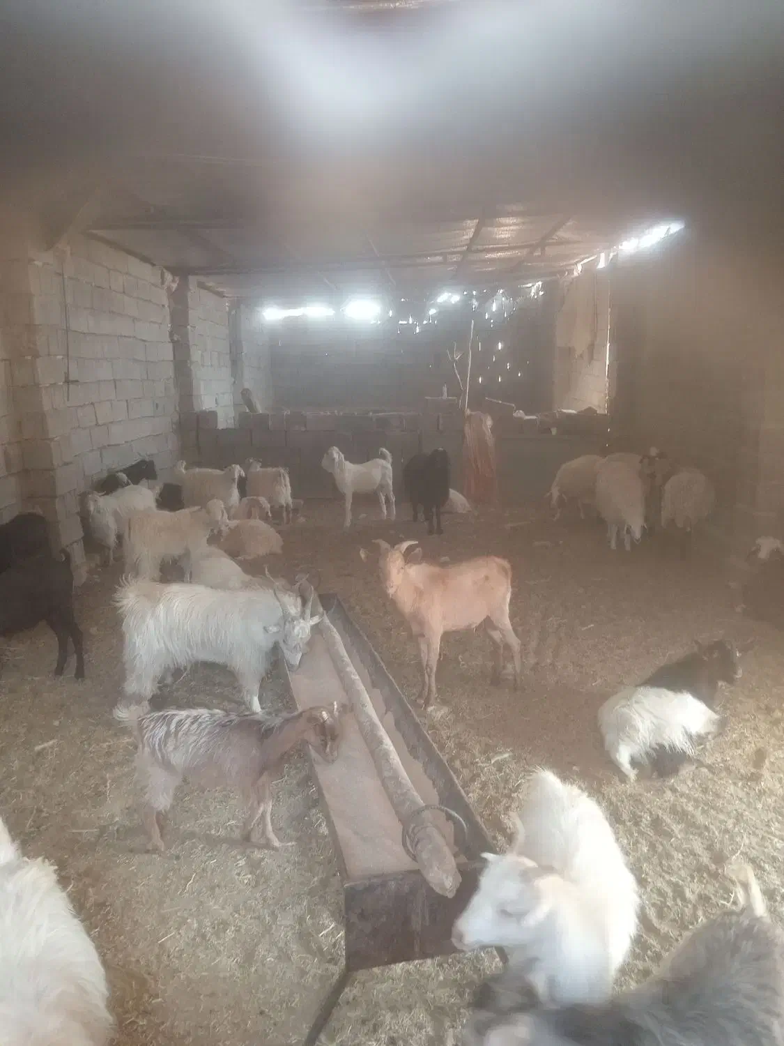 میش لاکن|حیوانات مزرعه|شهر بابک, |دیوار