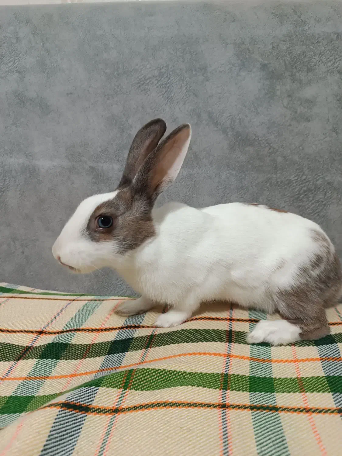 خرگوش ناناز|موش و خرگوش|قرچک, باقرآباد|دیوار