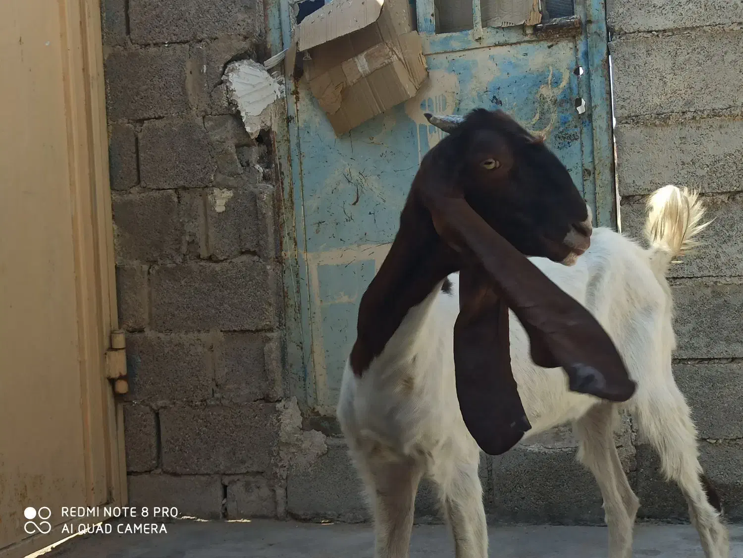 تیشتر پاکستانی|حیوانات مزرعه|کاکی, |دیوار