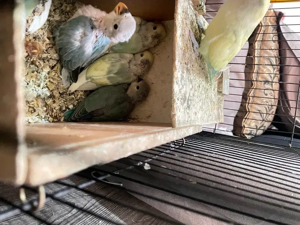 طوطی برزیلی|پرنده|تهران, هلال احمر|دیوار