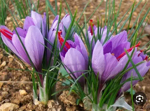 گل زعفران فروشی ۱کیلو ۱۳۰۰ فردا گل دارم هرکس خواست|گل و گیاه طبیعی|تربت جام, شاهد|دیوار