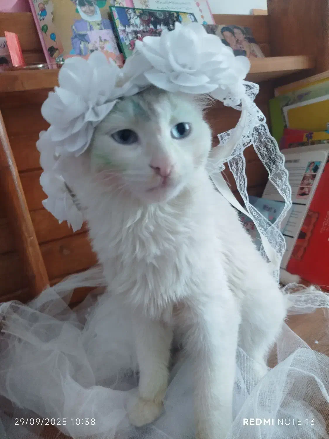 گربه 8ماهه|گربه|لنگرود, |دیوار