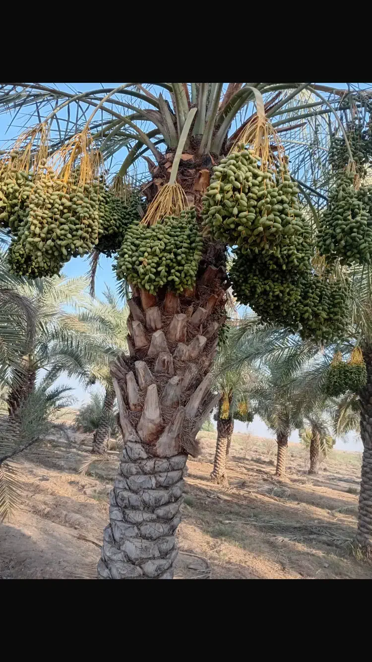 فروش پاجوش دیری و برهی اصل|گل و گیاه طبیعی|شوشتر, |دیوار