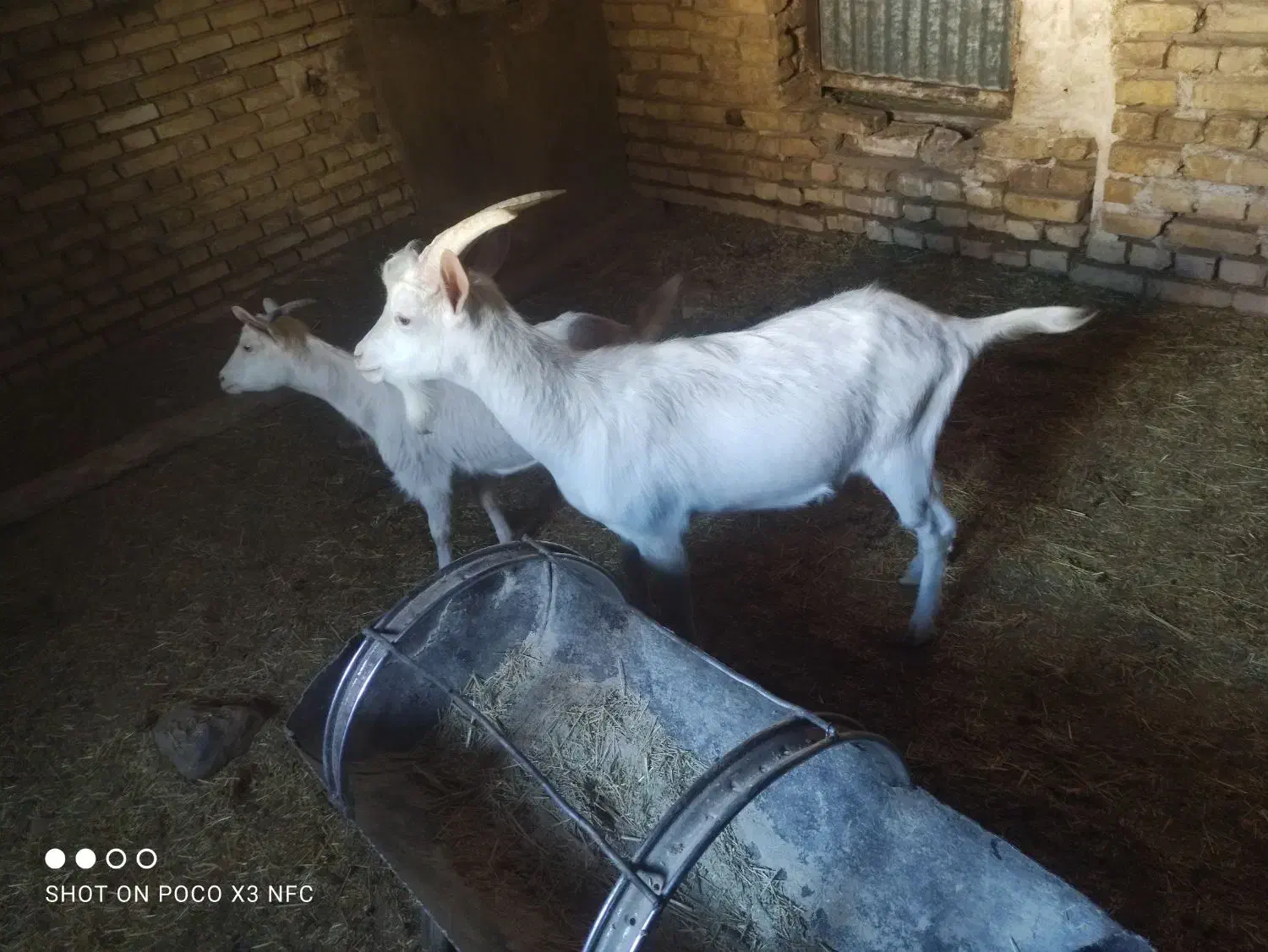 کره نر|حیوانات مزرعه|اردکان, |دیوار