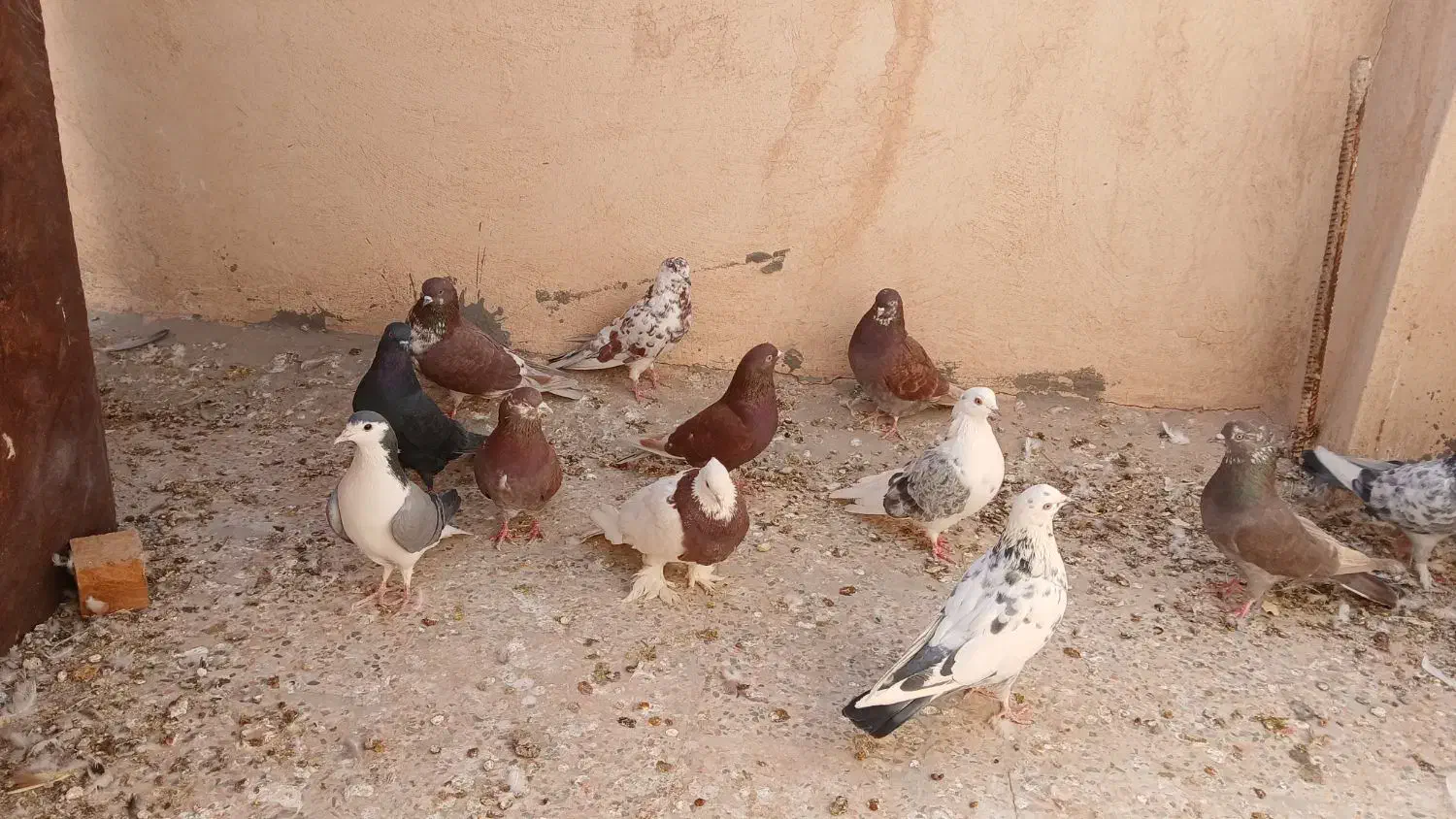 بوم کبوتر|پرنده|شاهین‌شهر, اقبال لاهوری|دیوار