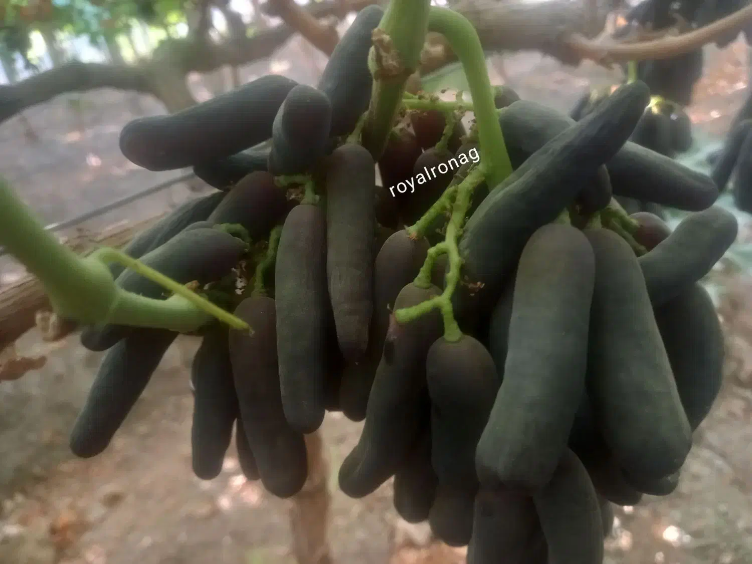 نهال انگور با ارقام های موجود پر کیفیت|خدمات باغبانی و درختکاری|پلدشت, |دیوار