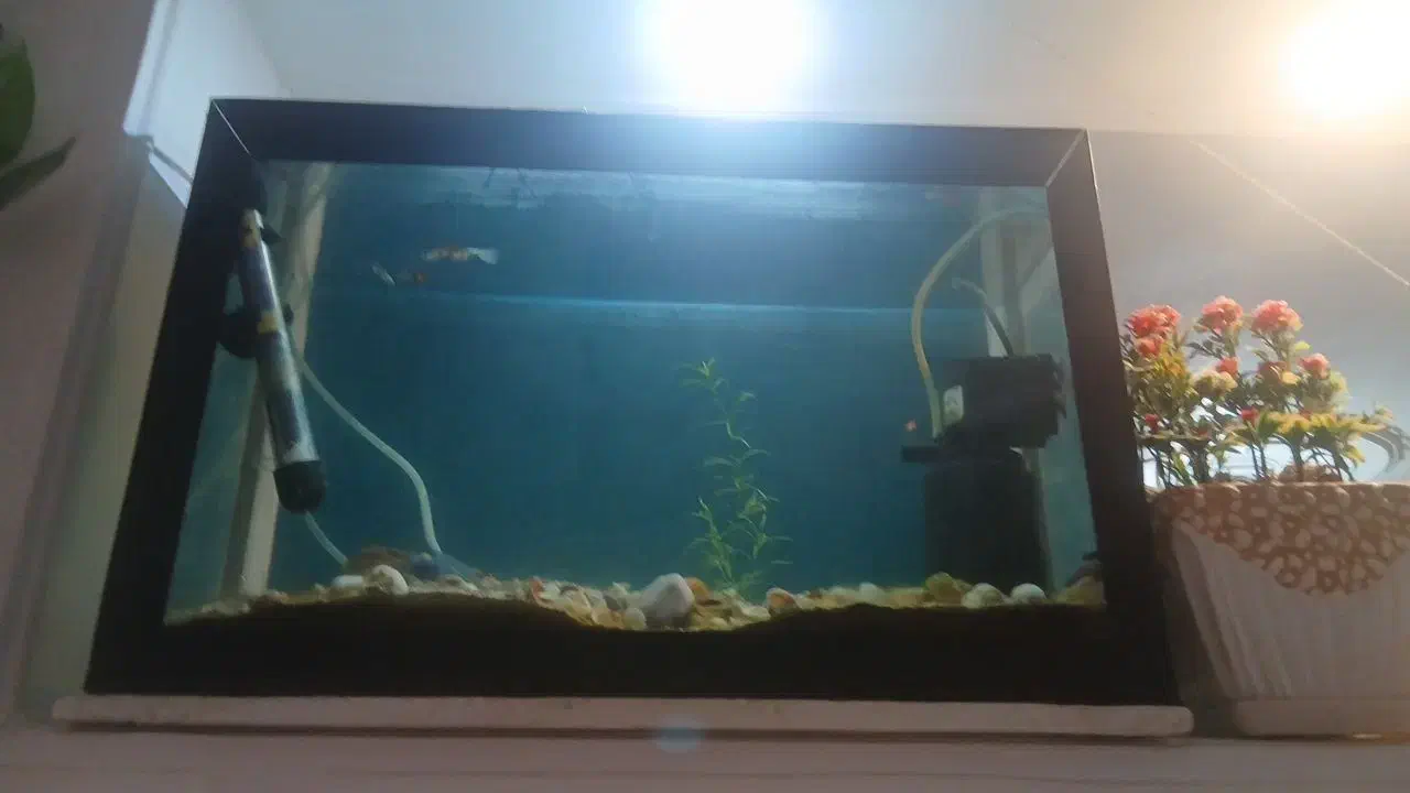 باسلام ماهی گوپی همه نژاد|ماهی|خرم‌آباد, |دیوار