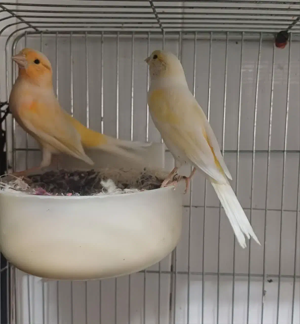 قناری رنگ روشن نو جفت جوان|پرنده|شاهینشهر, کوی مهدیه|دیوار