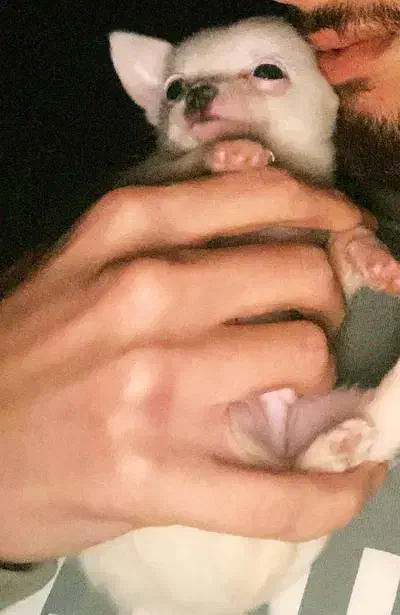 سگ واگذاری|سگ|رشت, فخب|دیوار