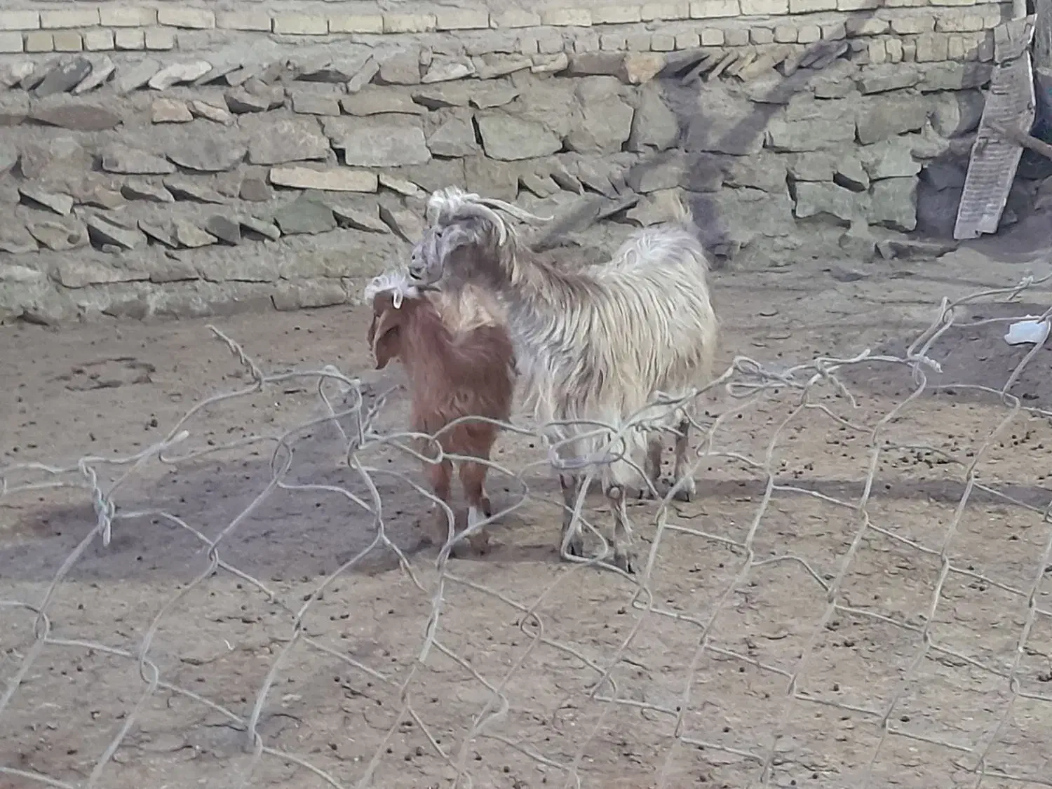بز جوان همراه بزغاله نر|حیوانات مزرعه|صائین قلعه, |دیوار