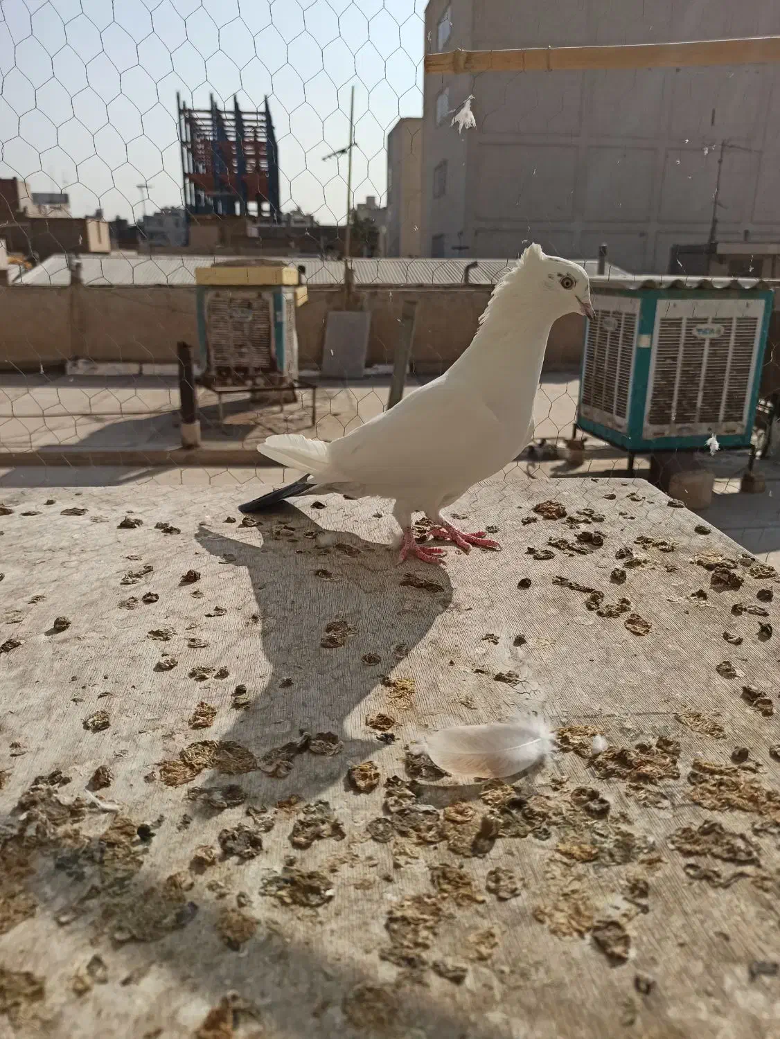 کفتر زمینی و هوایی|پرنده|قم, بلوار امین و ساحلی|دیوار