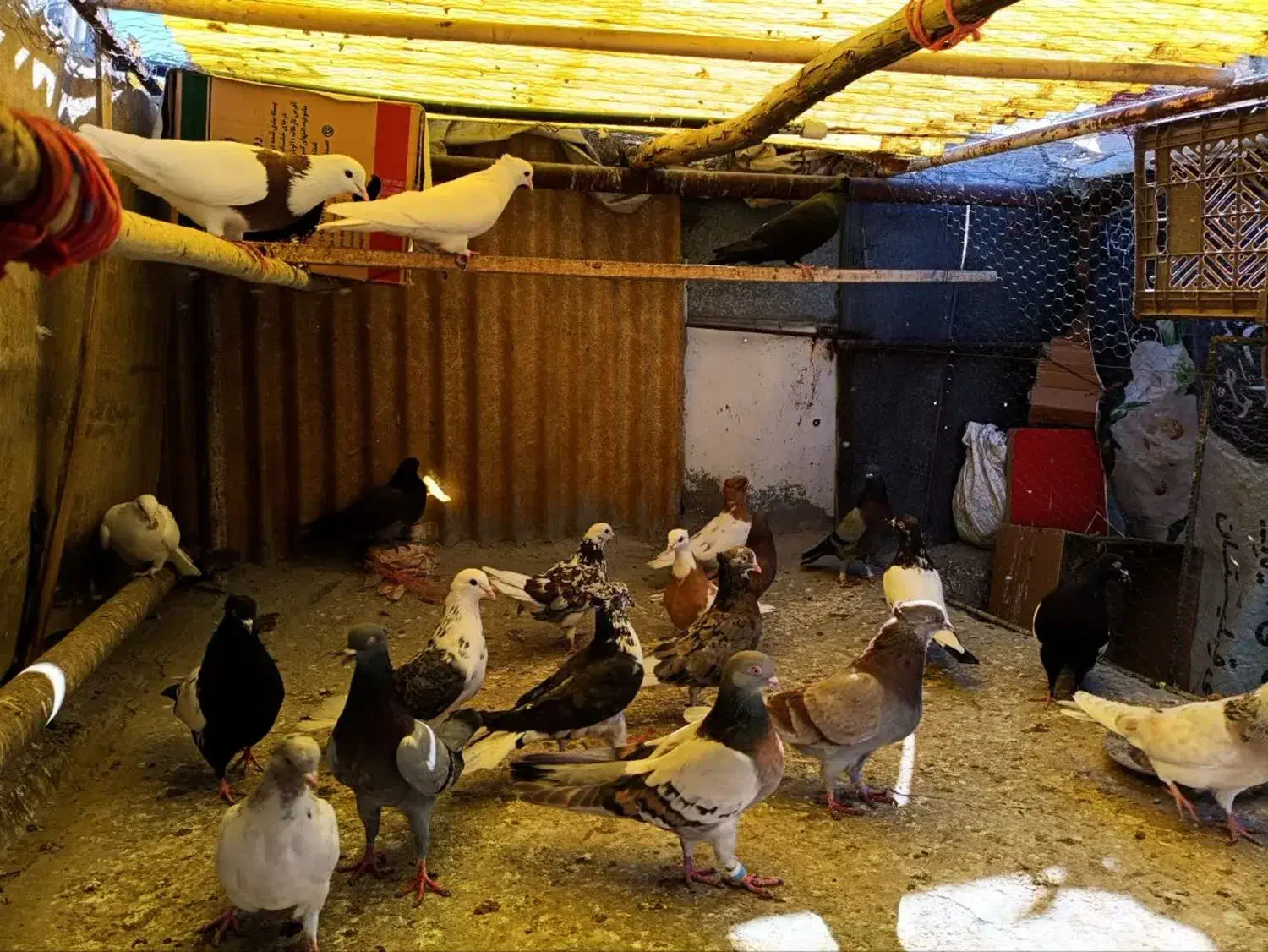 کفتر یا کبوتر|پرنده|قم, ولیعصر|دیوار