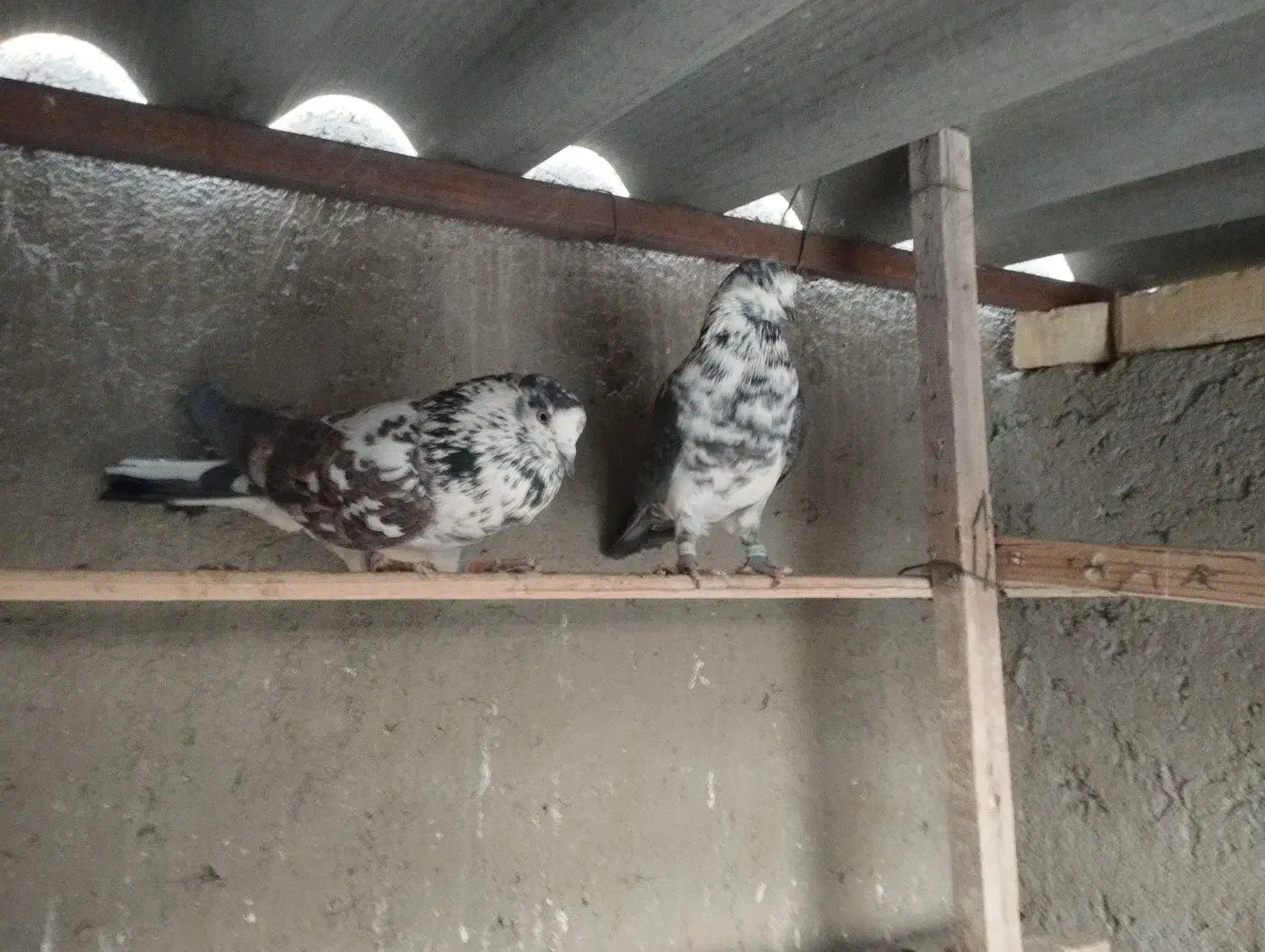 سوسکی ساعت سنگین|پرنده|خسروشاه, |دیوار