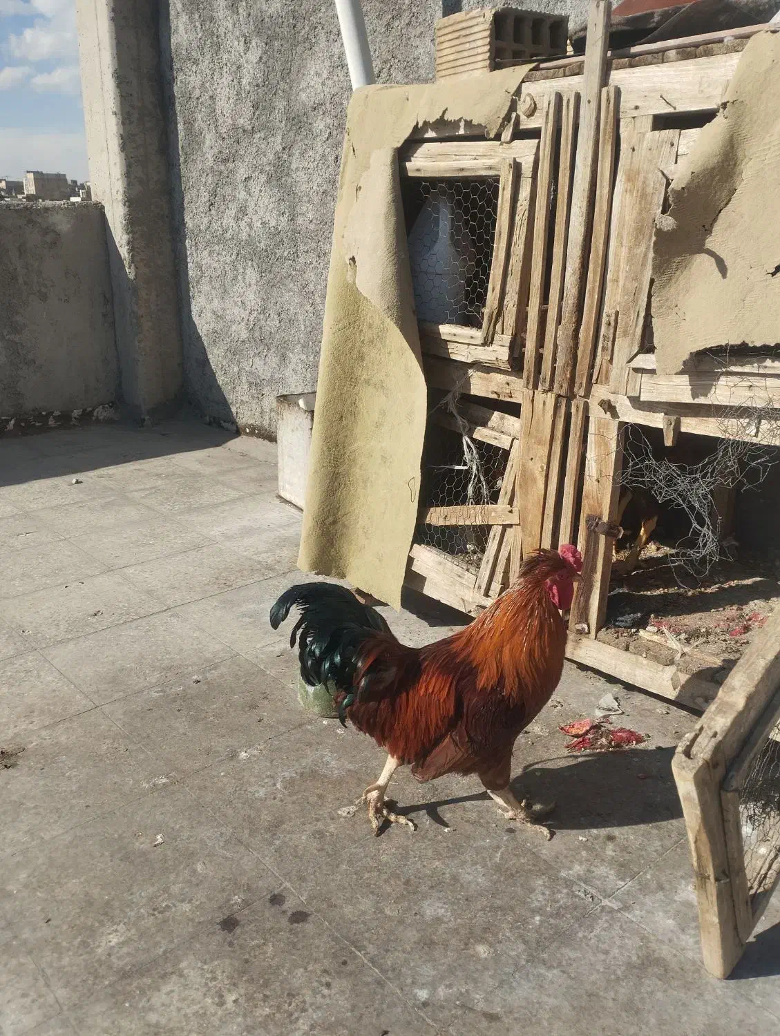 خروس چهل تاج|حیوانات مزرعه|لنجان, |دیوار