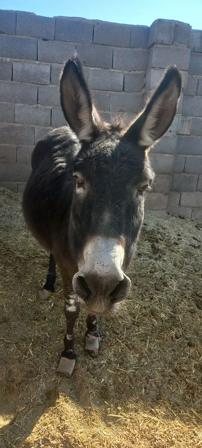 الاغ ماده|حیوانات مزرعه|بردسیر, |دیوار