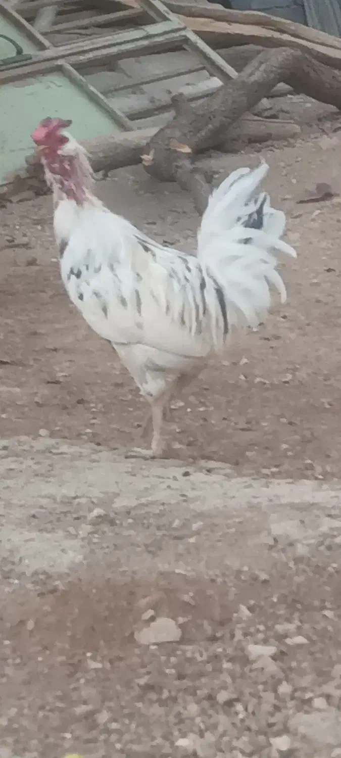 خروس|حیوانات مزرعه|فلارد, |دیوار